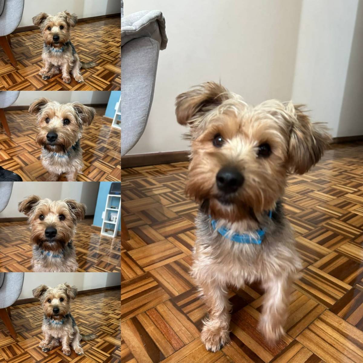 Amor de quatro&nbsp;patas